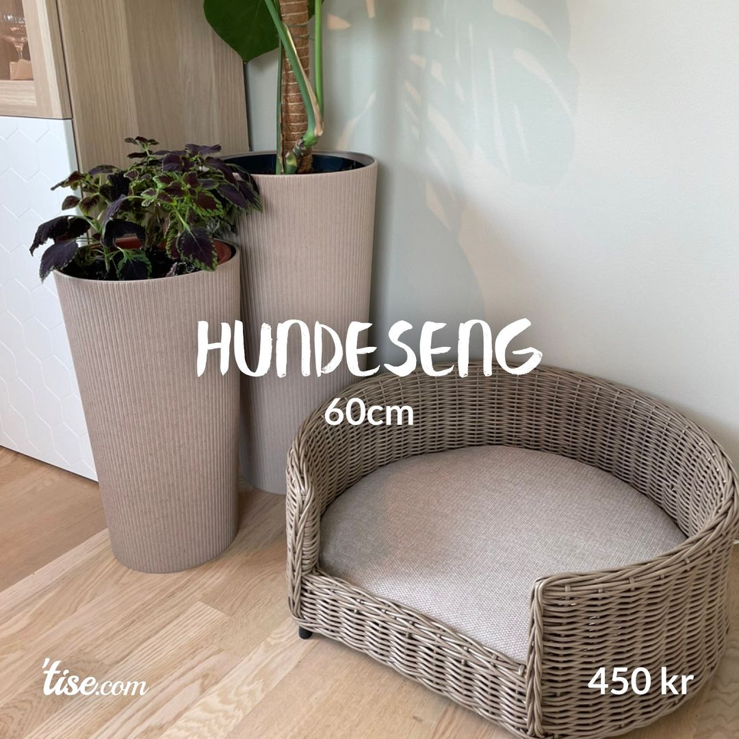 Hundeseng