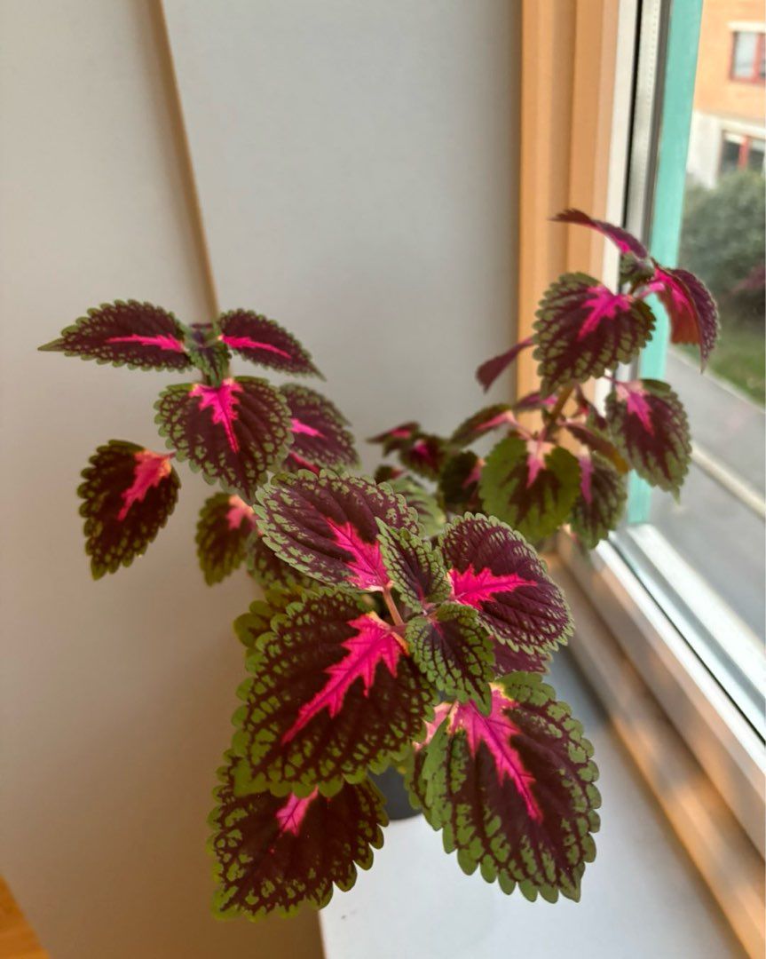 Coleus