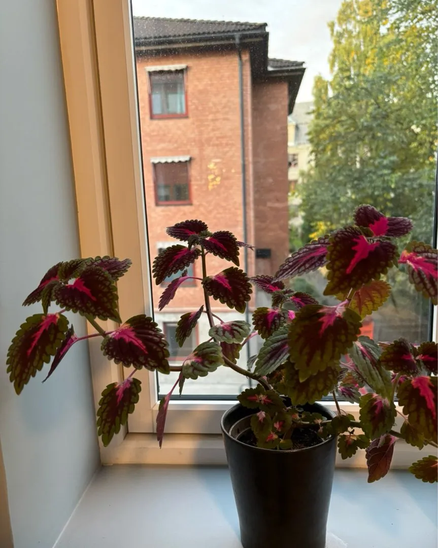 Coleus