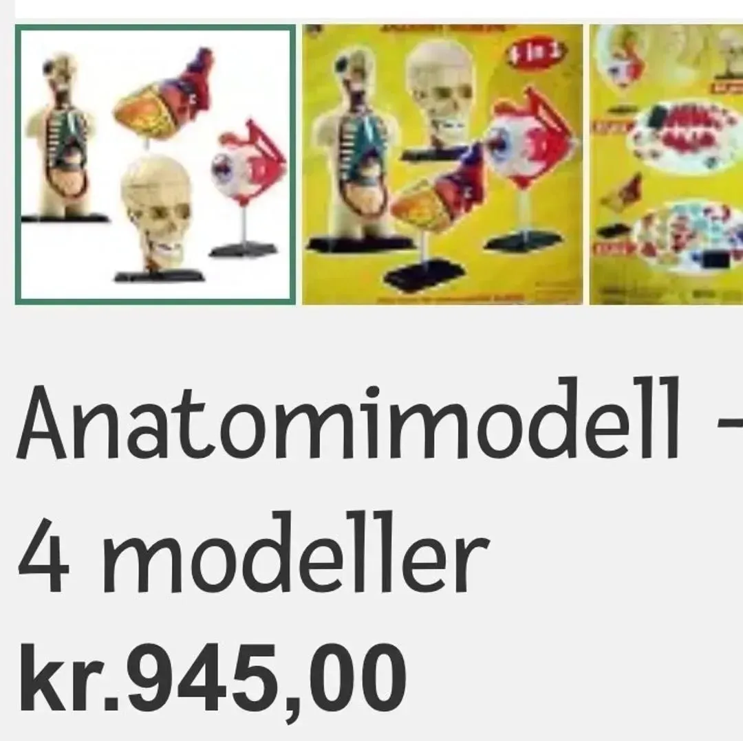 Anatomi modeller