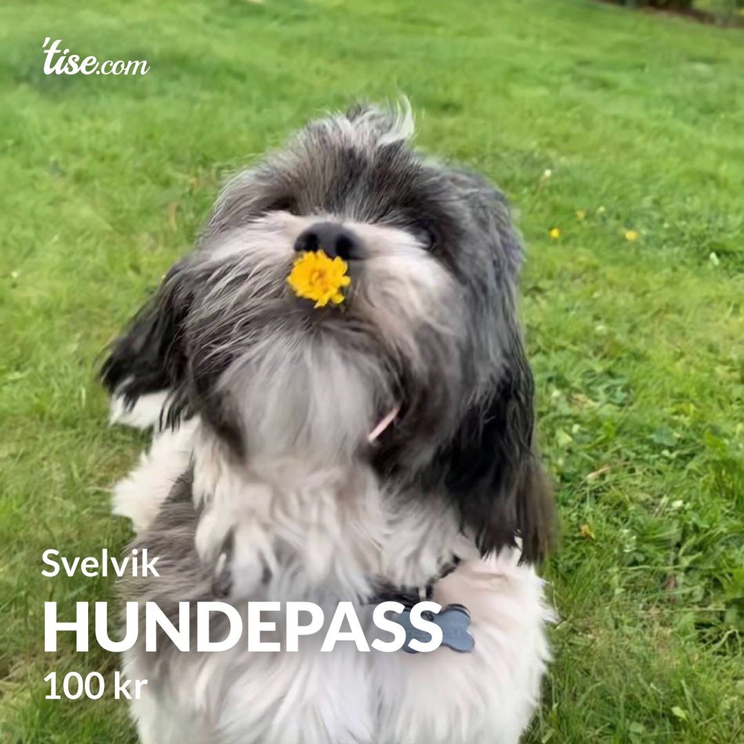 Hundepass