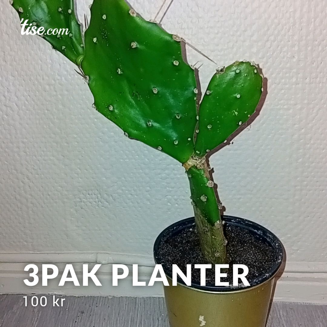 3pak Planter