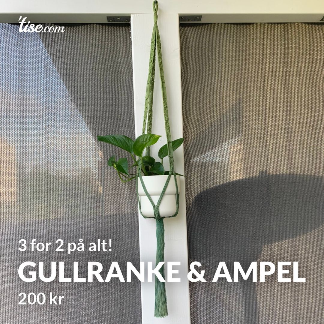 Gullranke  Ampel