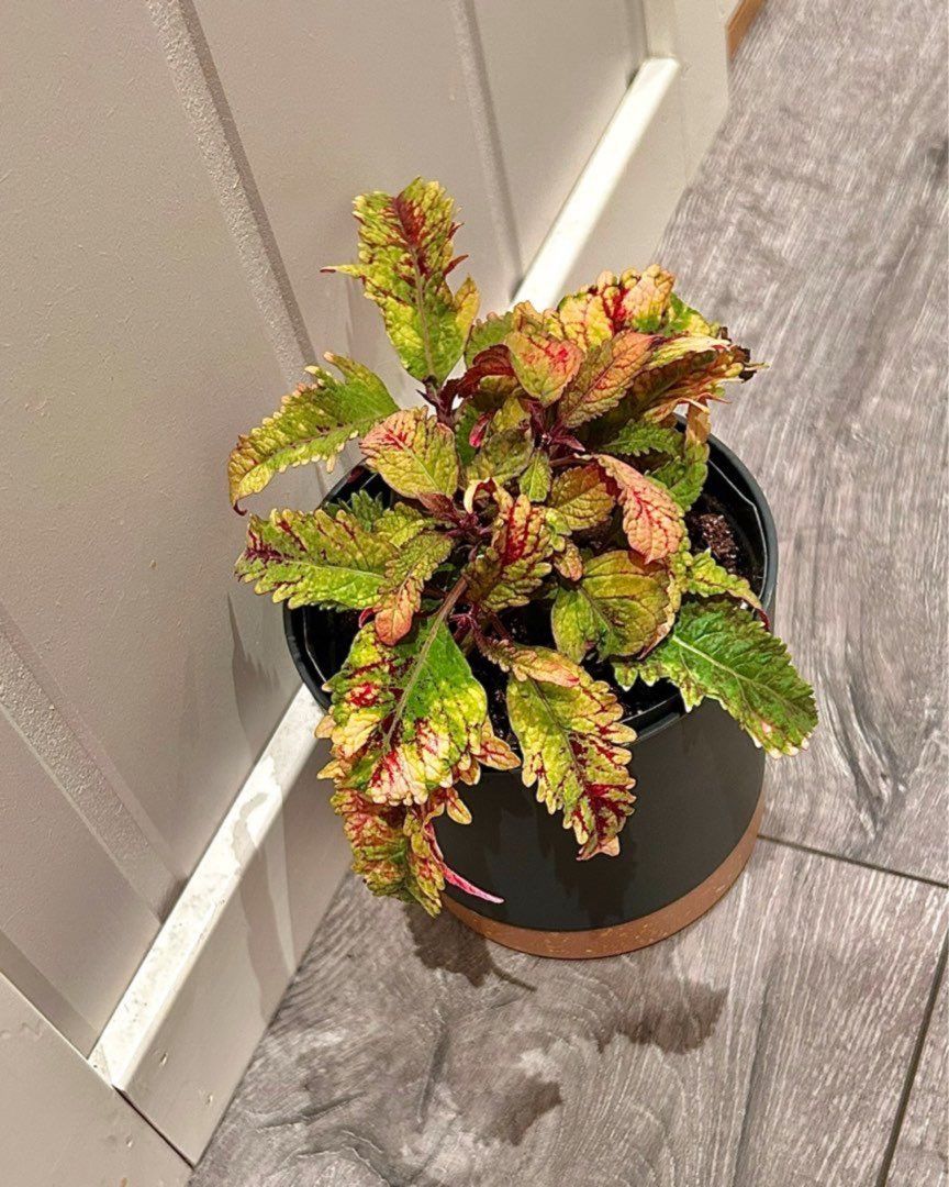 Coleus stiklinger