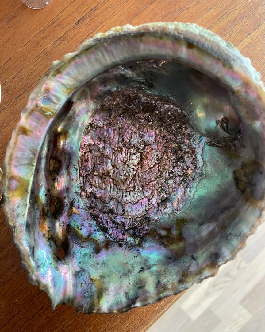 abalone skjell