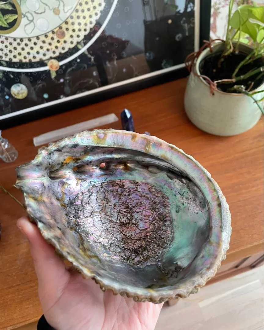 abalone skjell