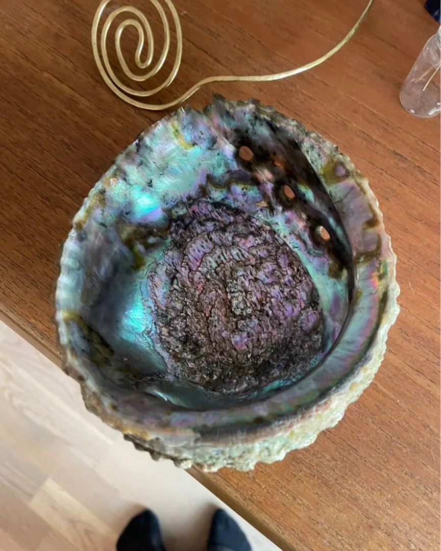 abalone skjell