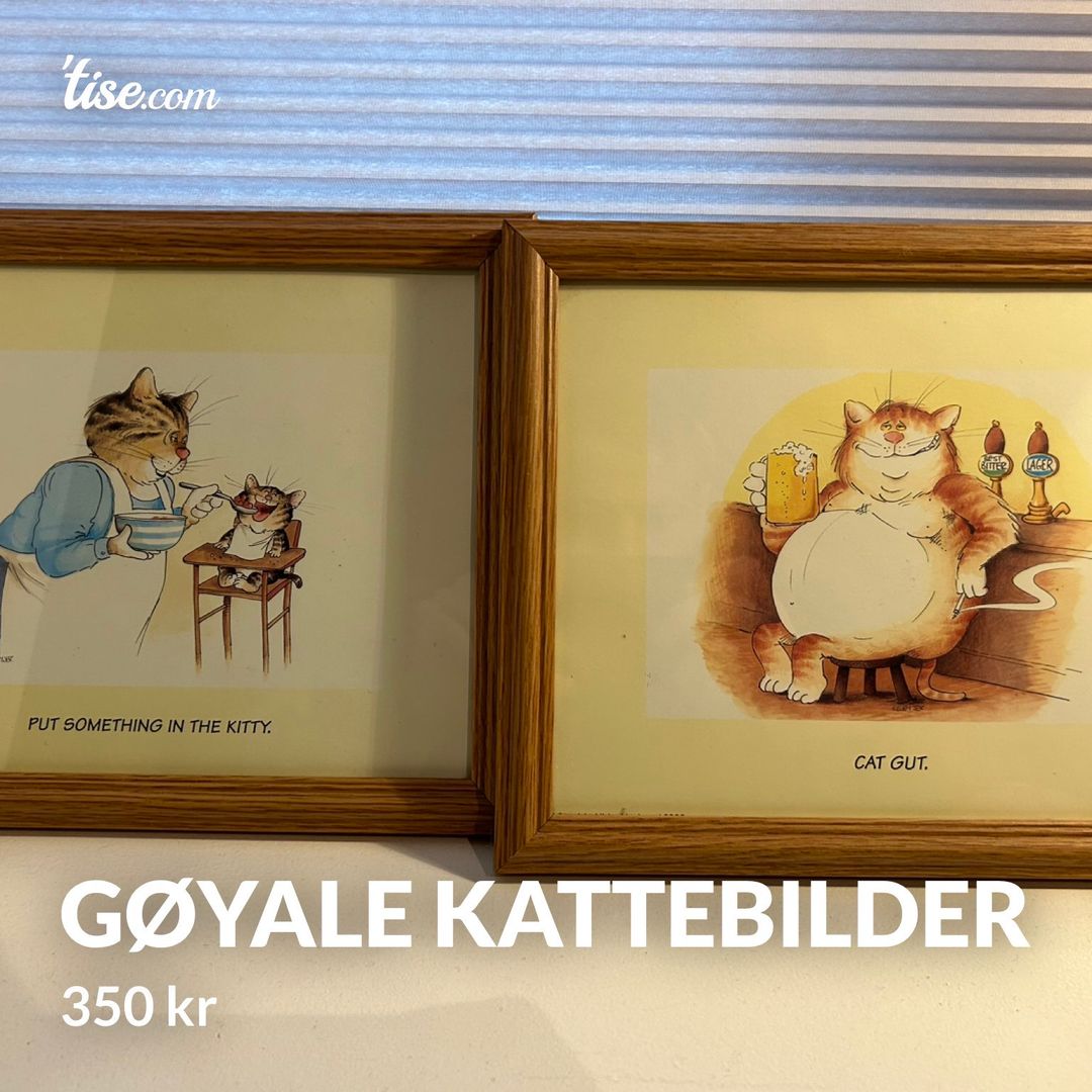 Gøyale kattebilder