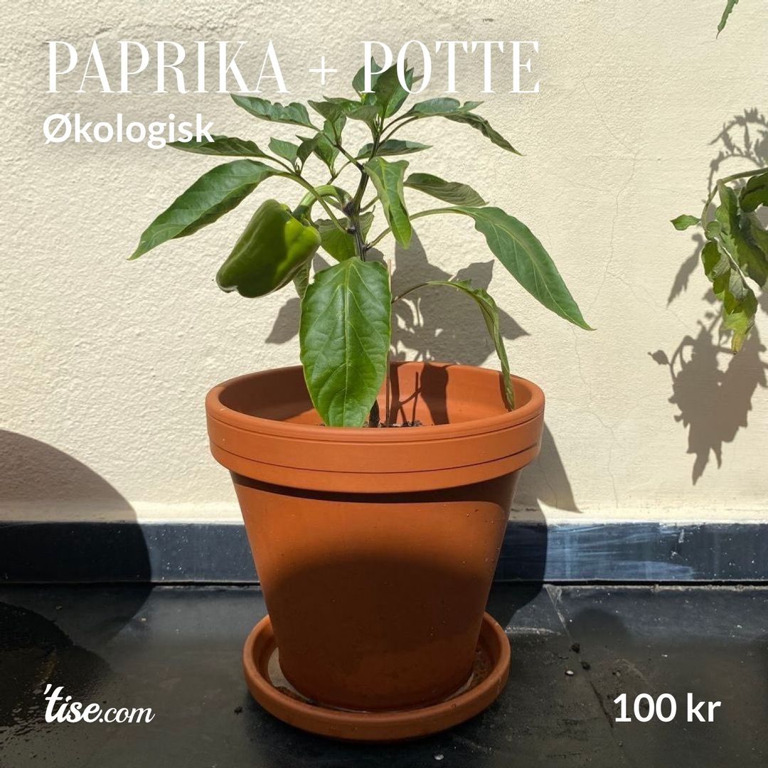 Paprika + potte