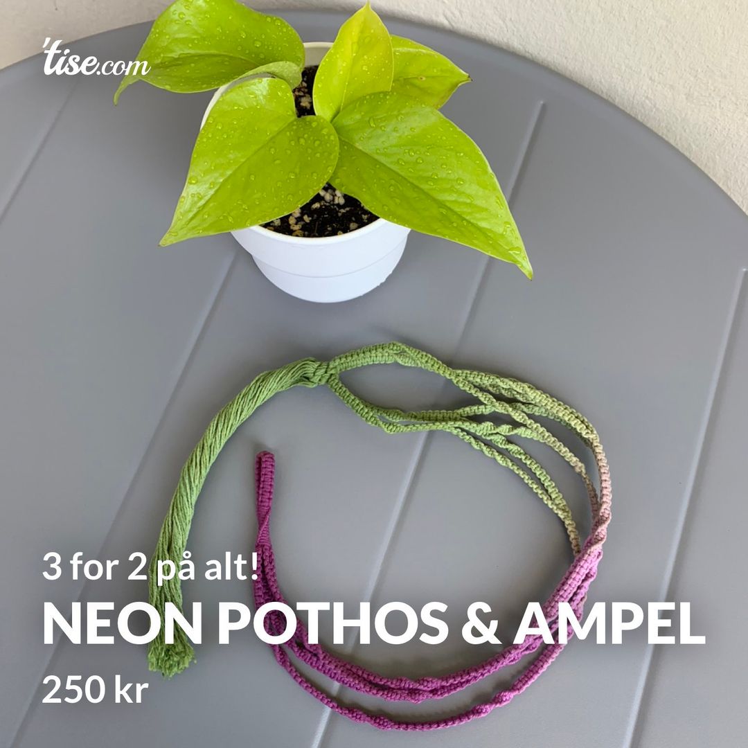 Neon Pothos  Ampel