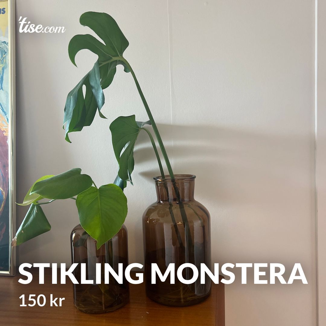 Stikling monstera