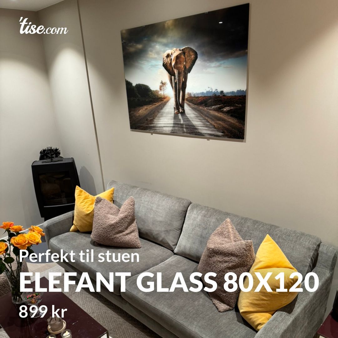 Elefant glass 80x120