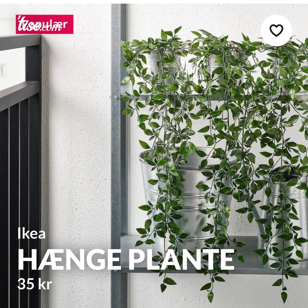 Hænge plante