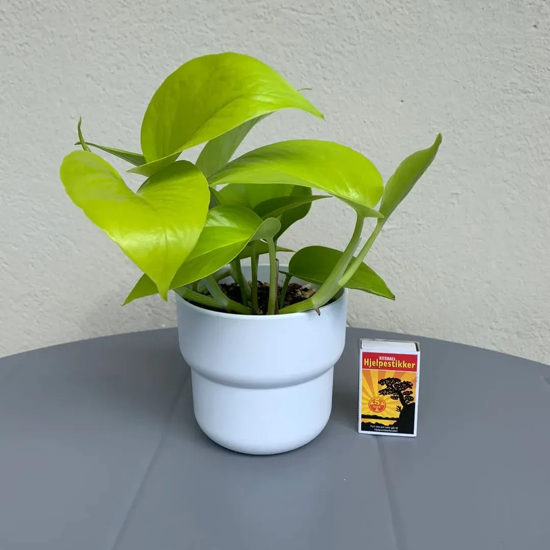 Neon Pothos  Ampel