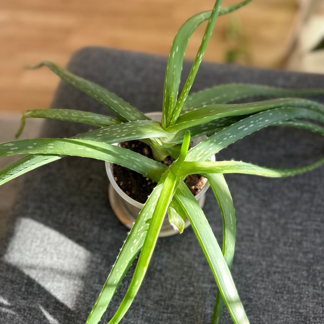 Aloe vera