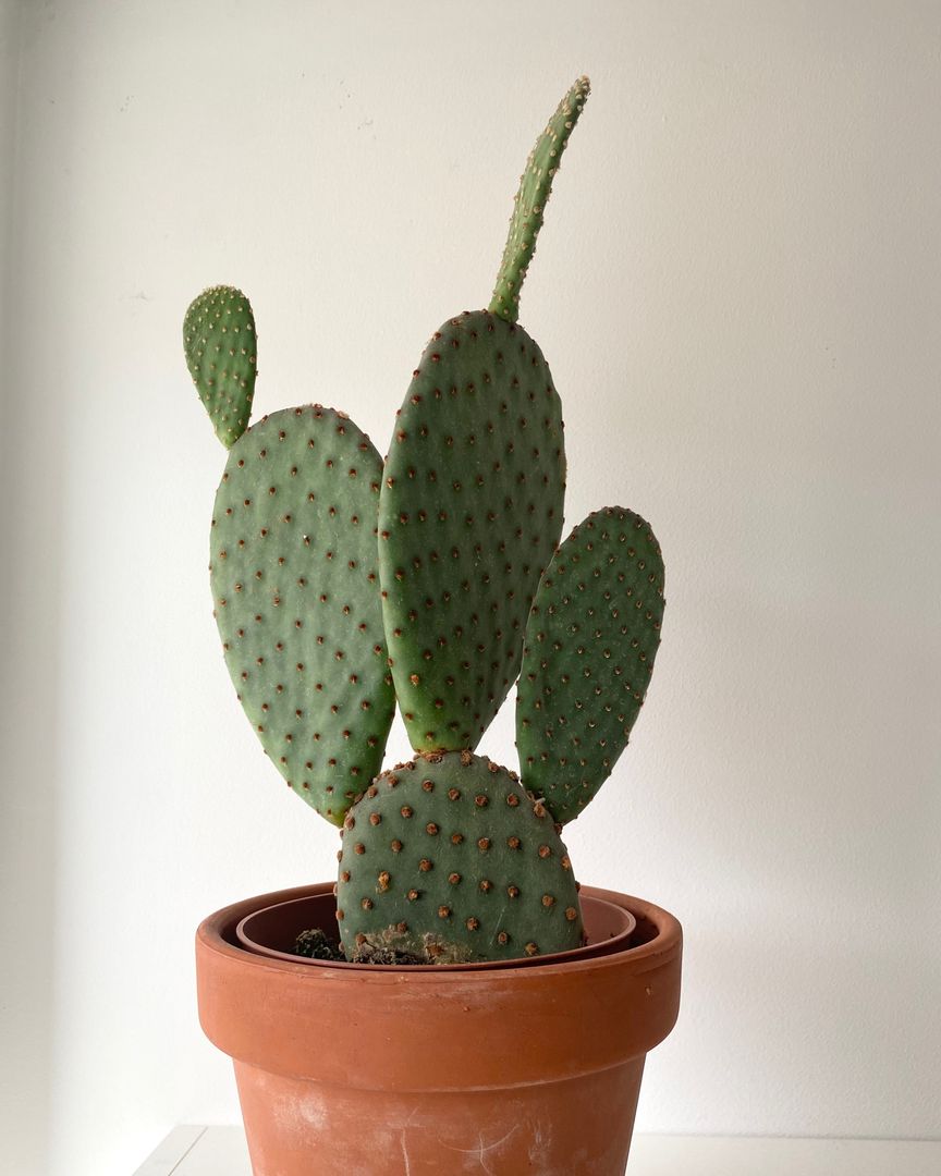 Opuntia