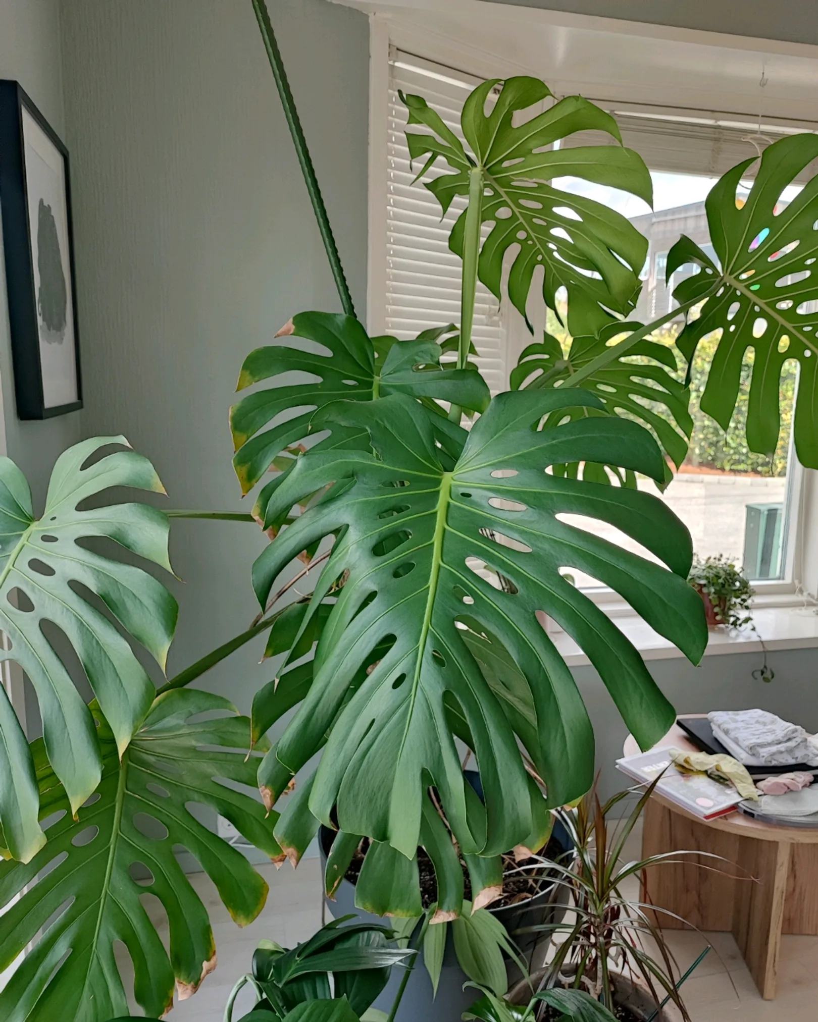 Stor Monstera