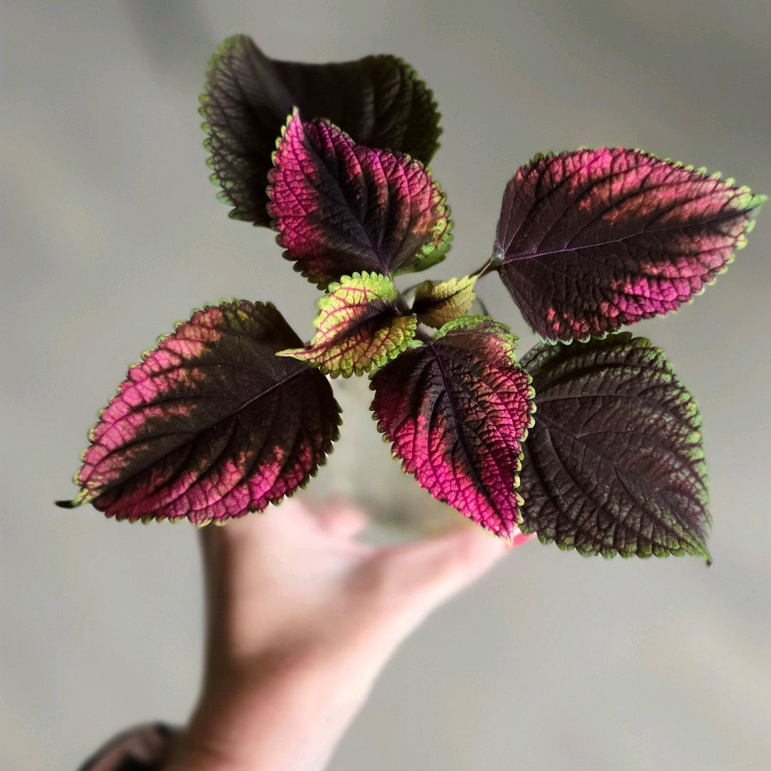 Hot Lips Coleus 🌸