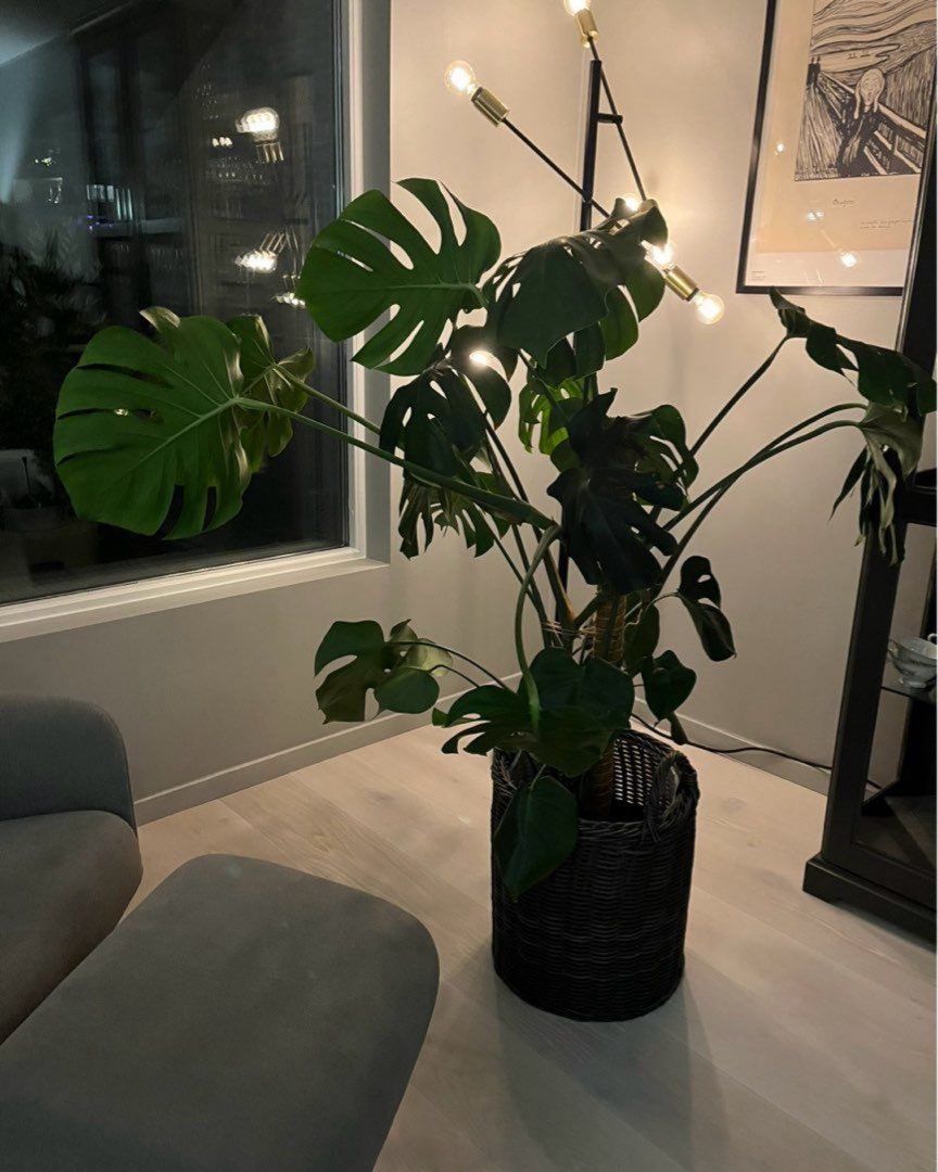 Monstera plante