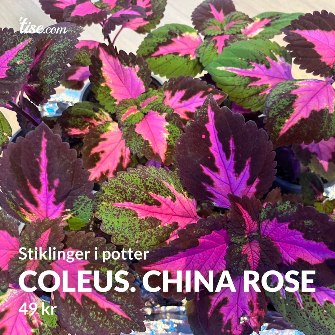 Coleus China rose