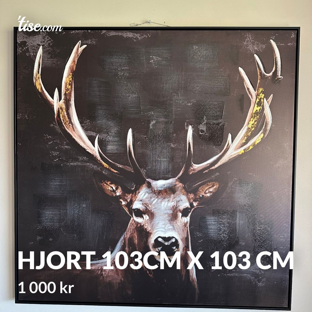 Hjort 103cm x 103 cm