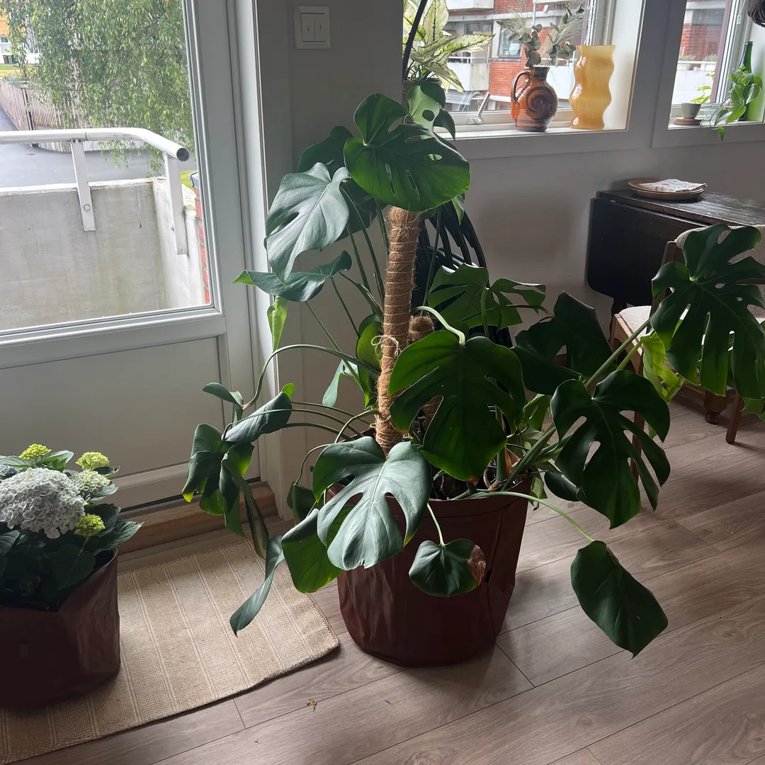 Stikling monstera