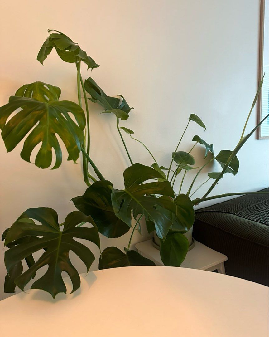 Monstera