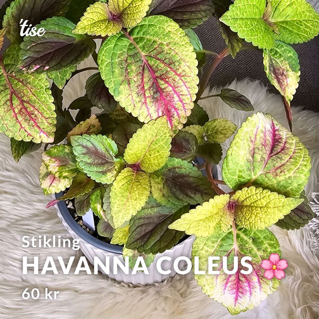 Havanna Coleus 🌸