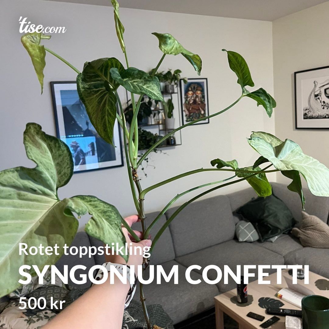 Syngonium confetti