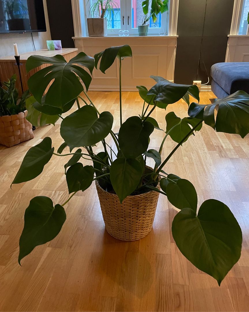 Stor Monstera