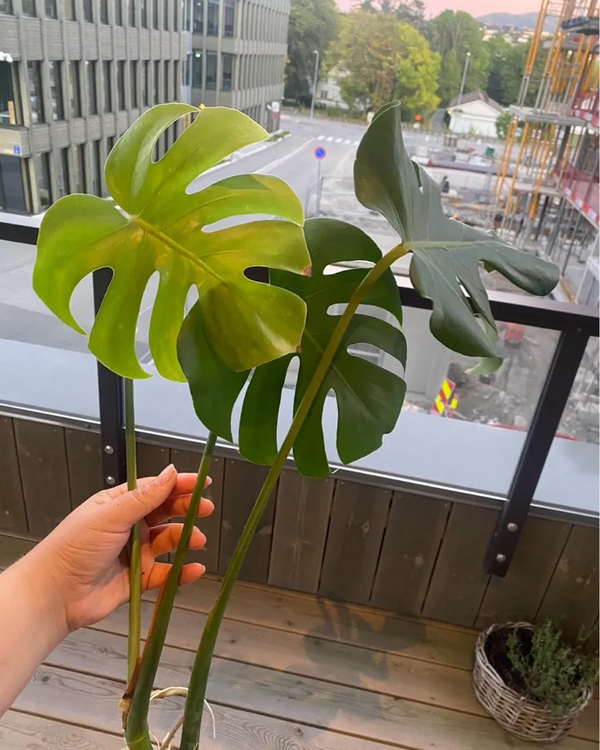 Monstera stiklinger