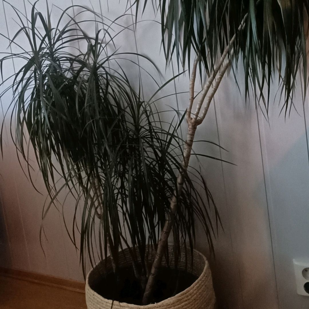 Dracena Potteplante