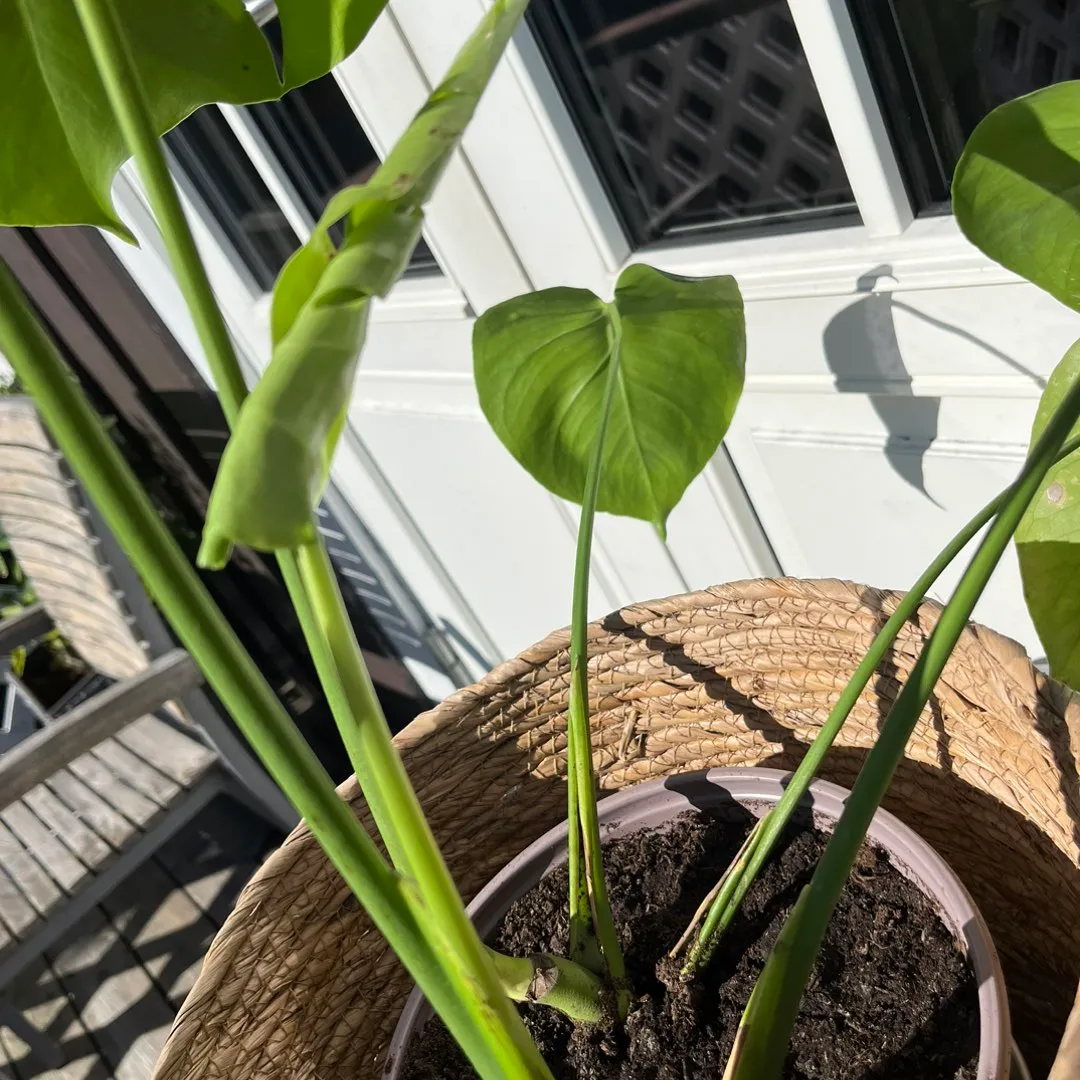 Monstera Deliciosa