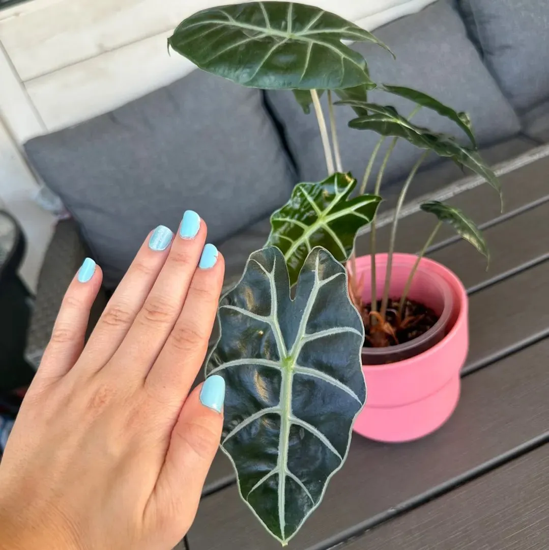 Alocasia bambino