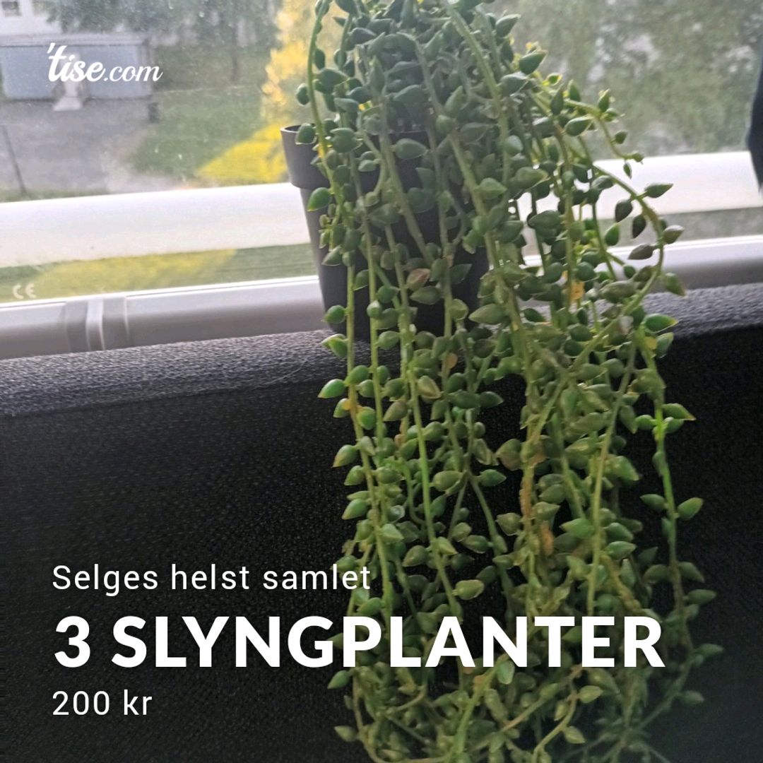 3 Slyngplanter