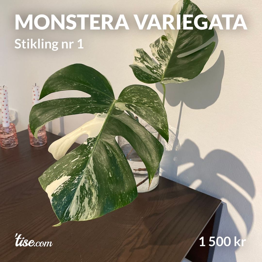 Monstera variegata