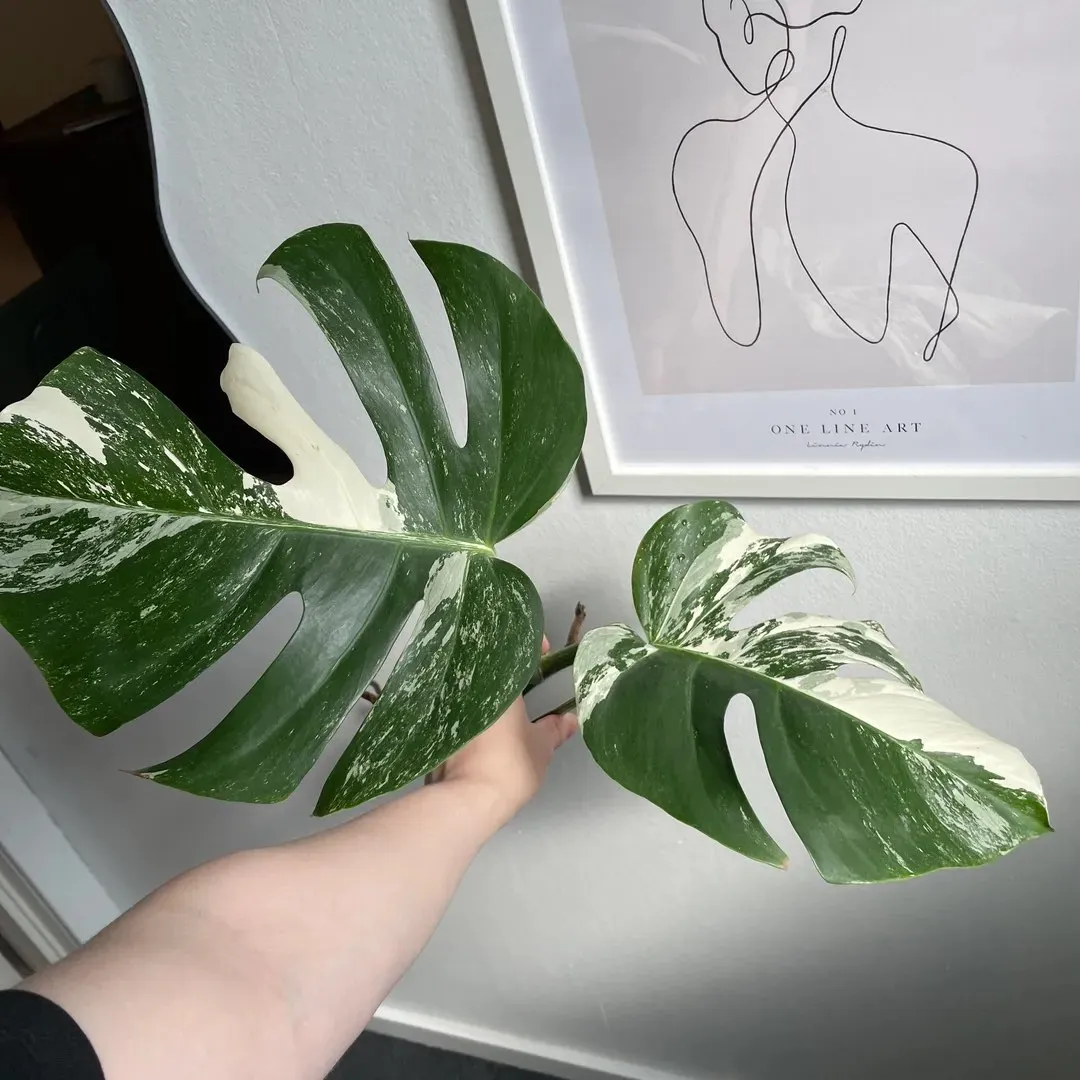 Monstera variegata