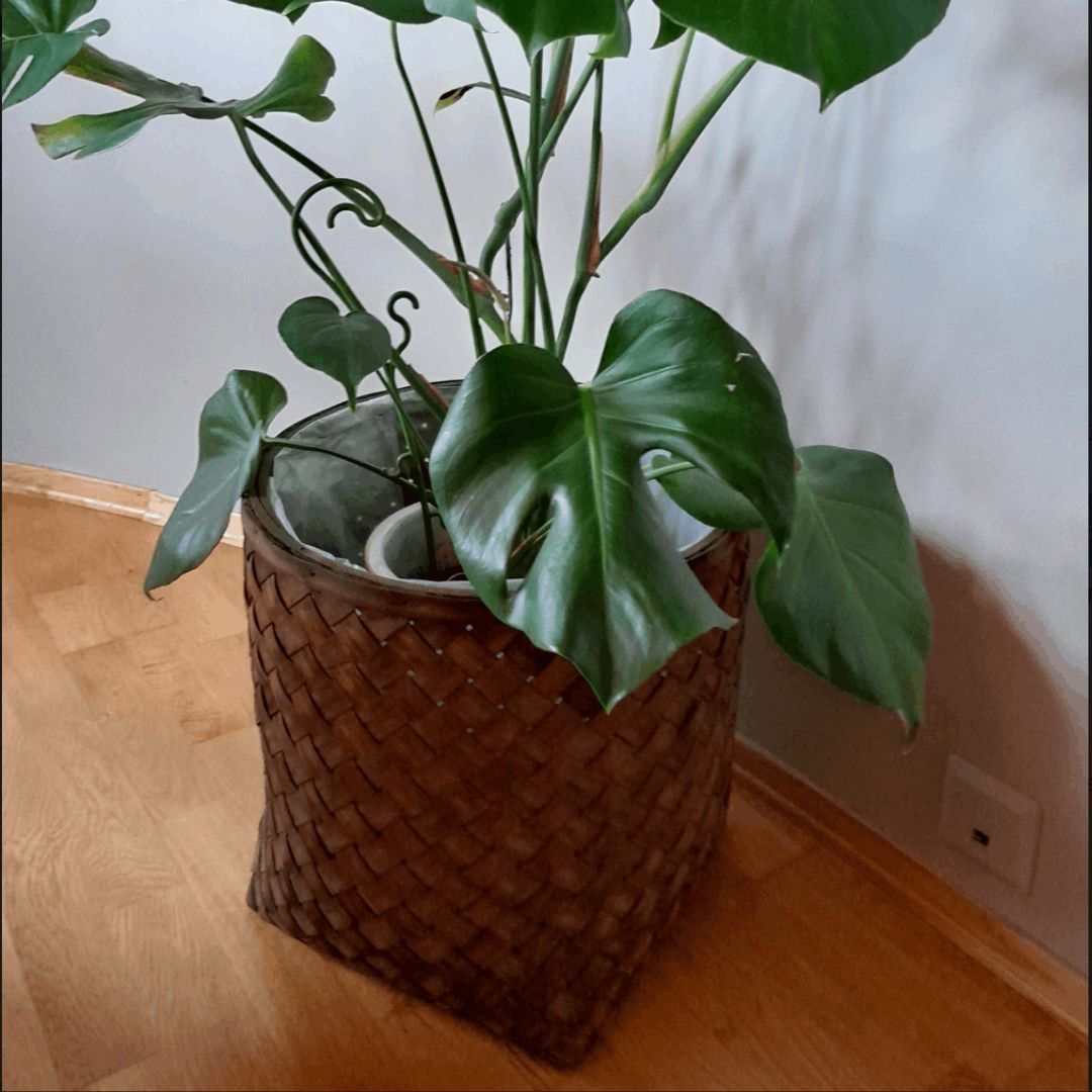 Monstera + potter