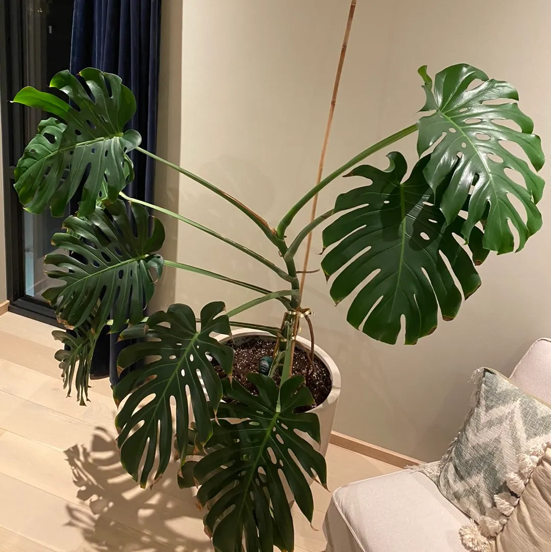 Monstera