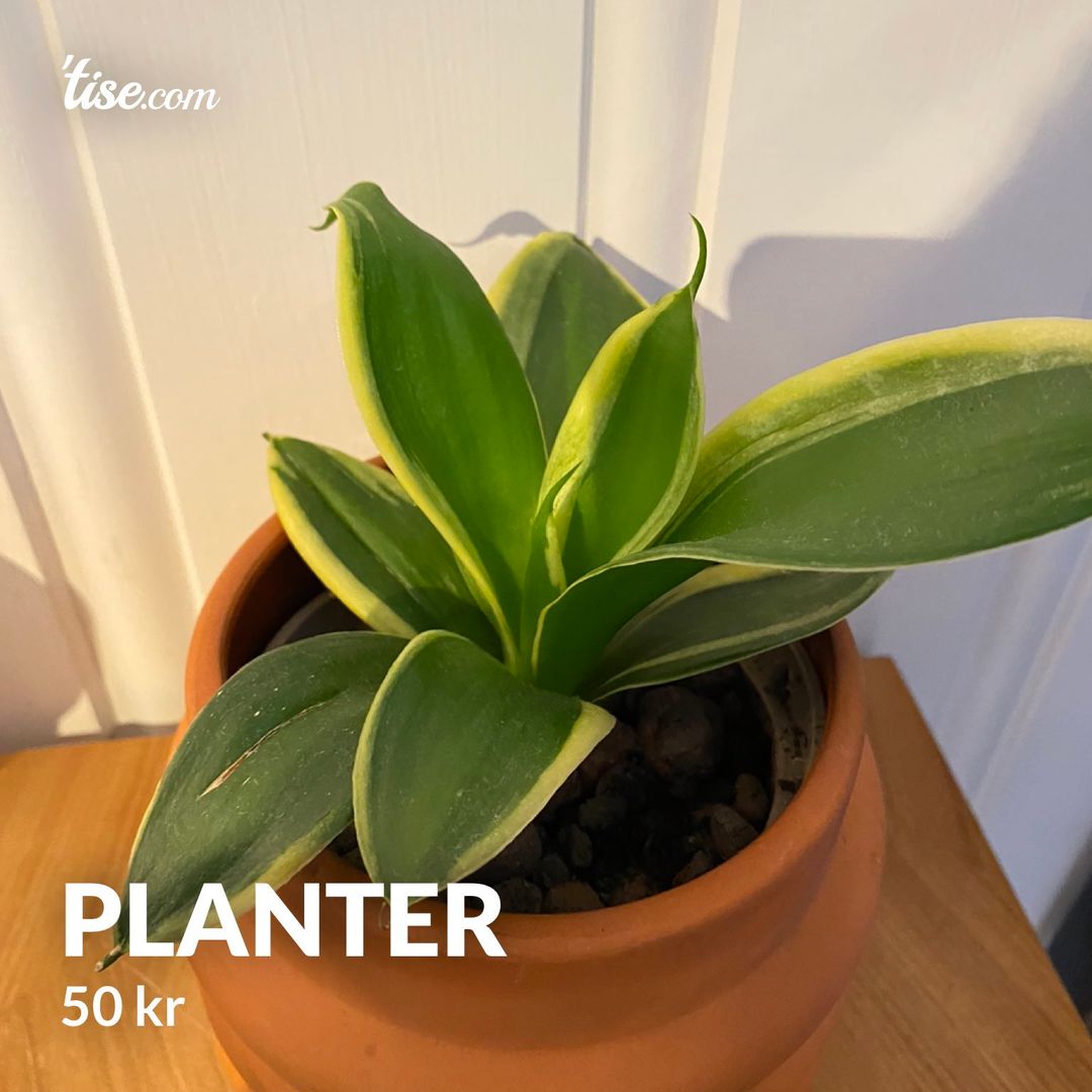 Planter