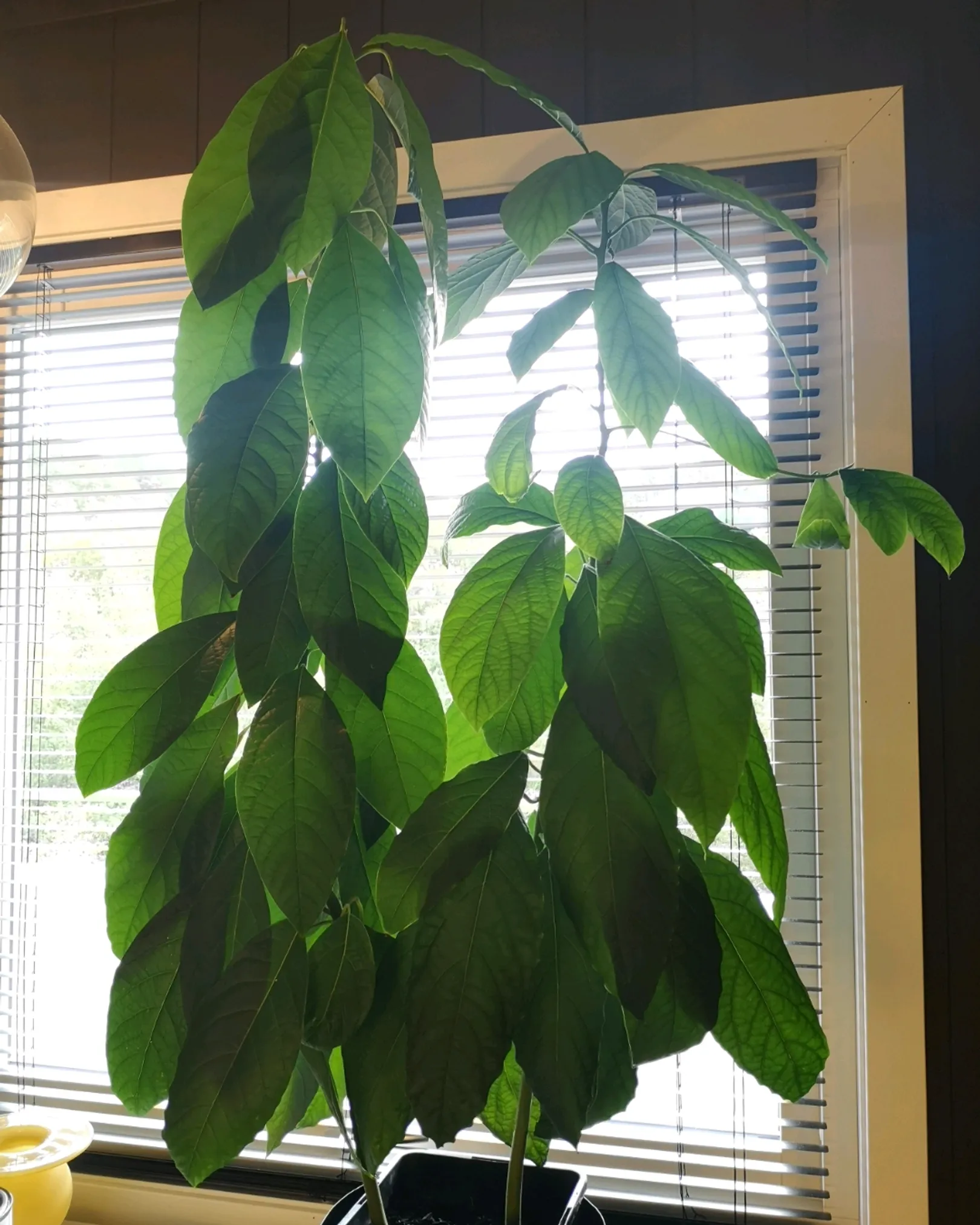 Avocado Plante