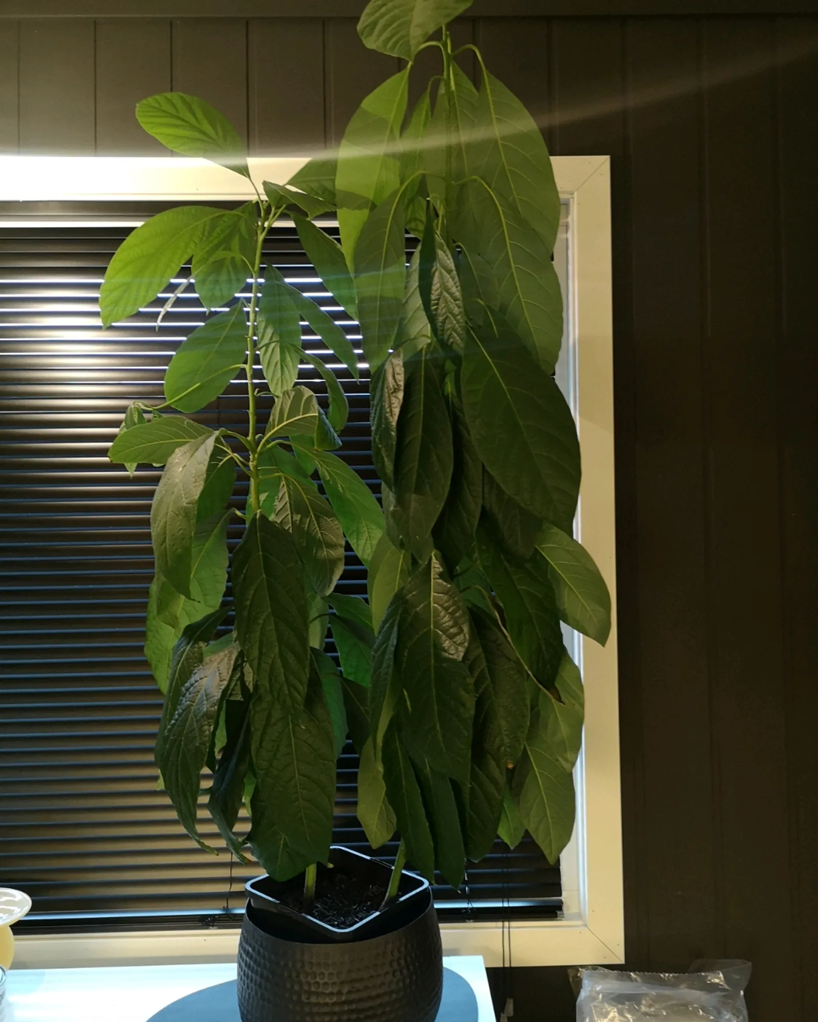 Avocado Plante