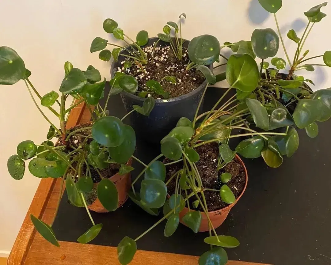 Elefantøre/Pilea