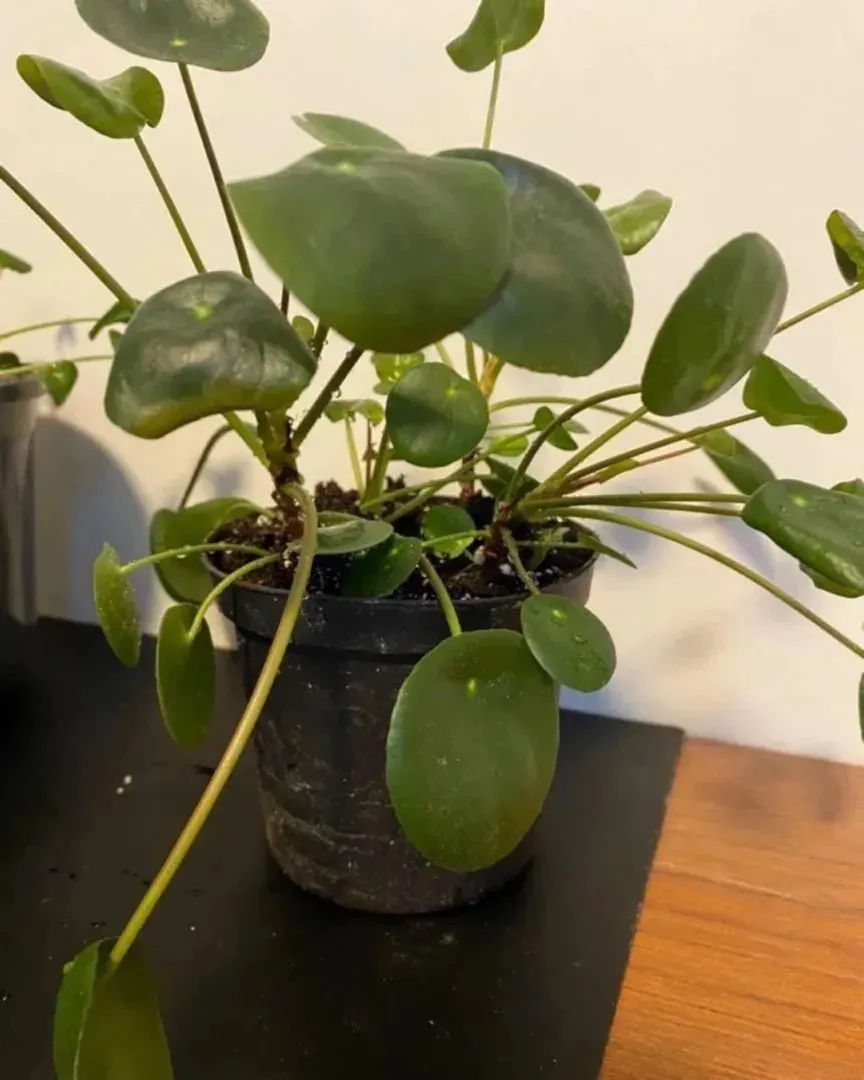 Elefantøre/Pilea