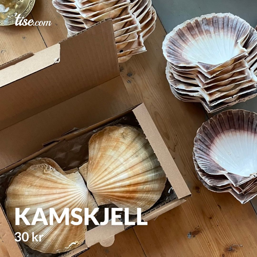 Kamskjell