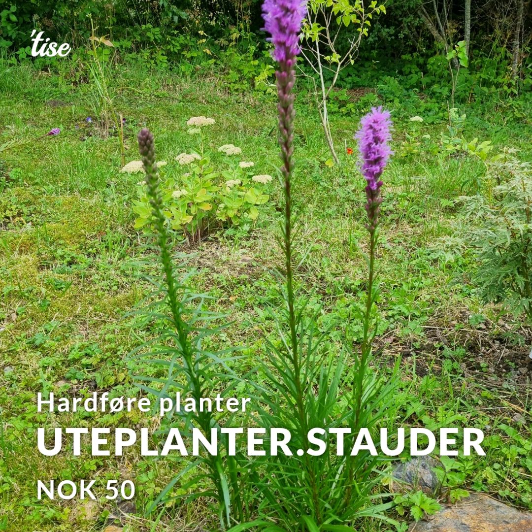 UteplanterStauder