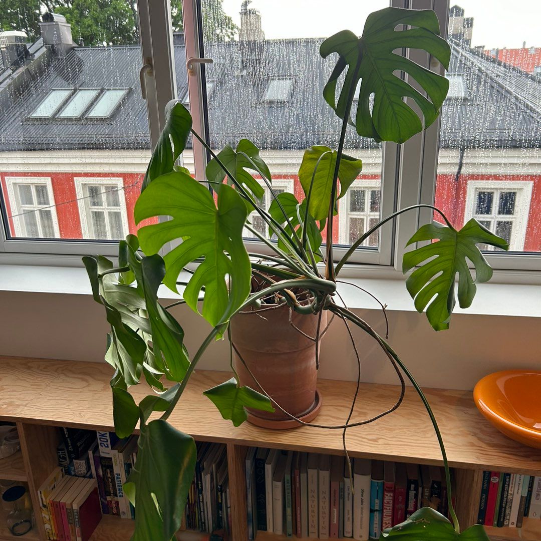 Monstera with pot