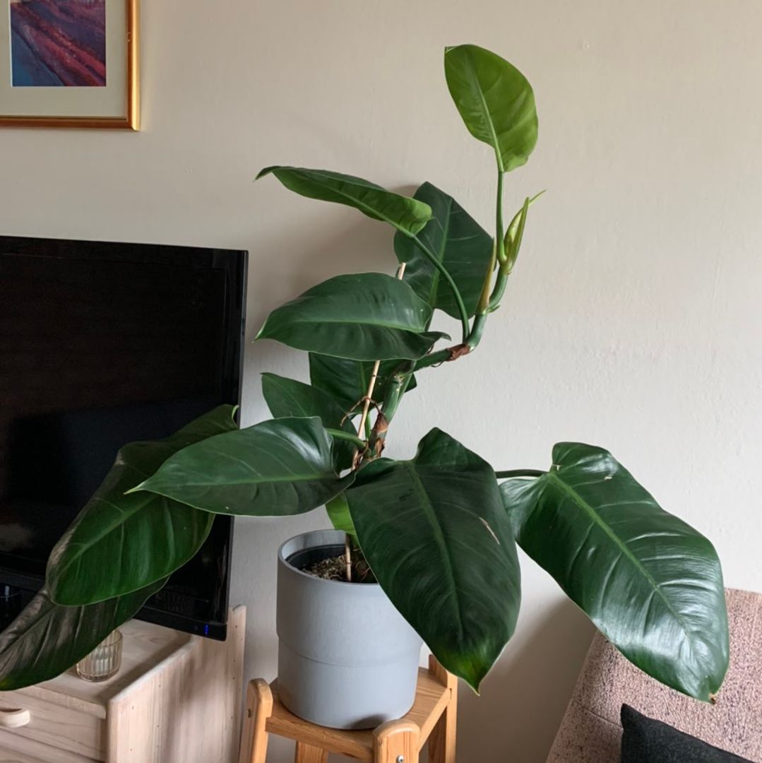 Philodendron plante