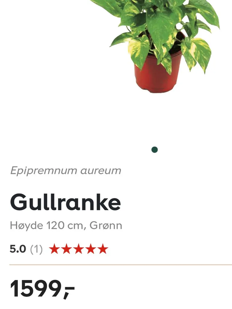 Gullranke m/potte