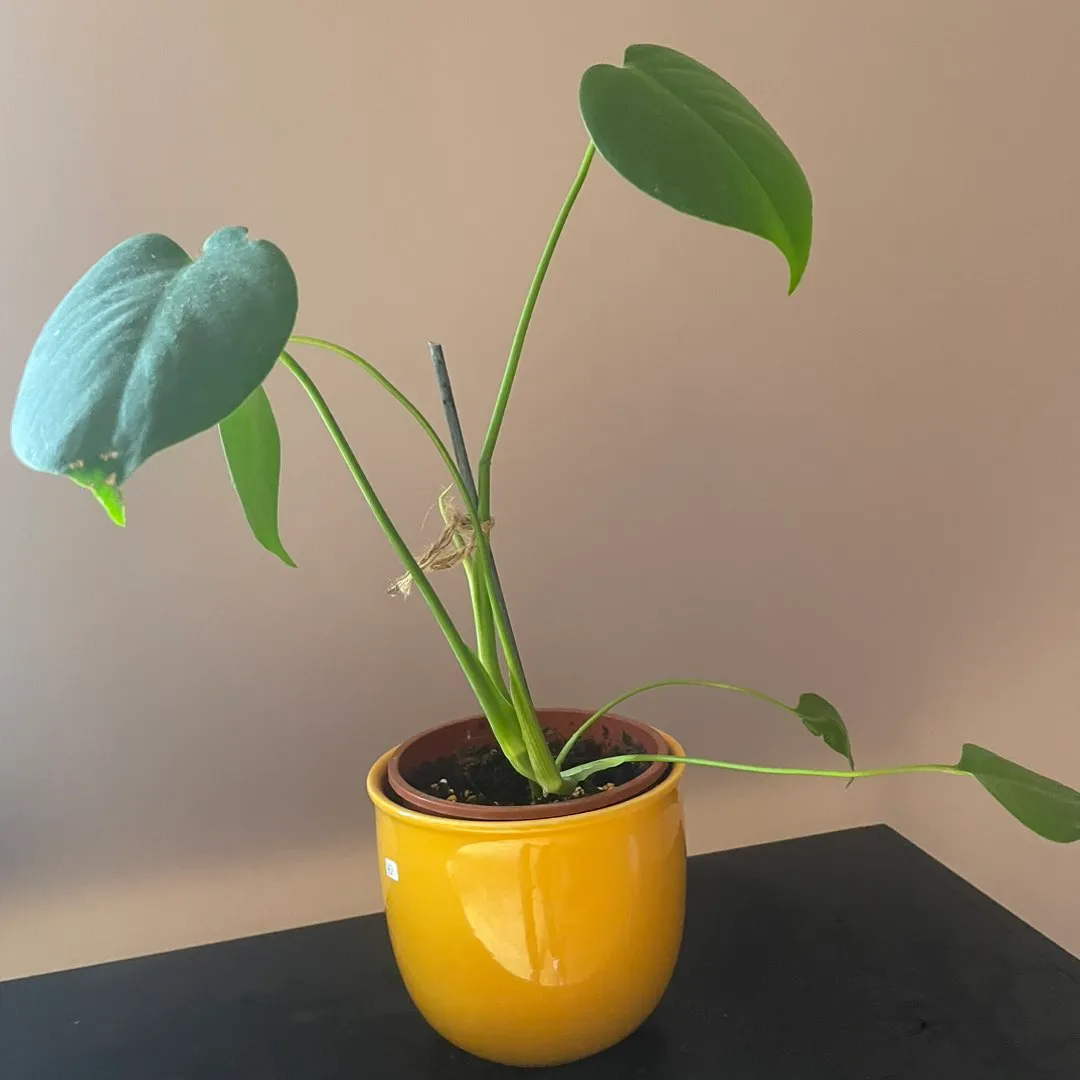 Monstera avleggere